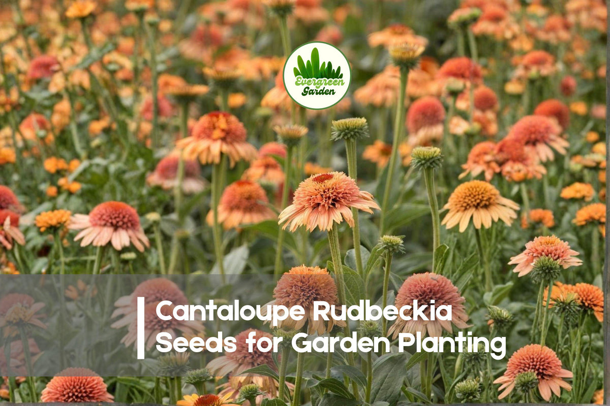 200+ Cantaloupe Rudbeckia Seeds - Peach-Orange Flowers, Pollinator Attracting, Rudbeckia hirta, Perennial or Annual, Full Sun
