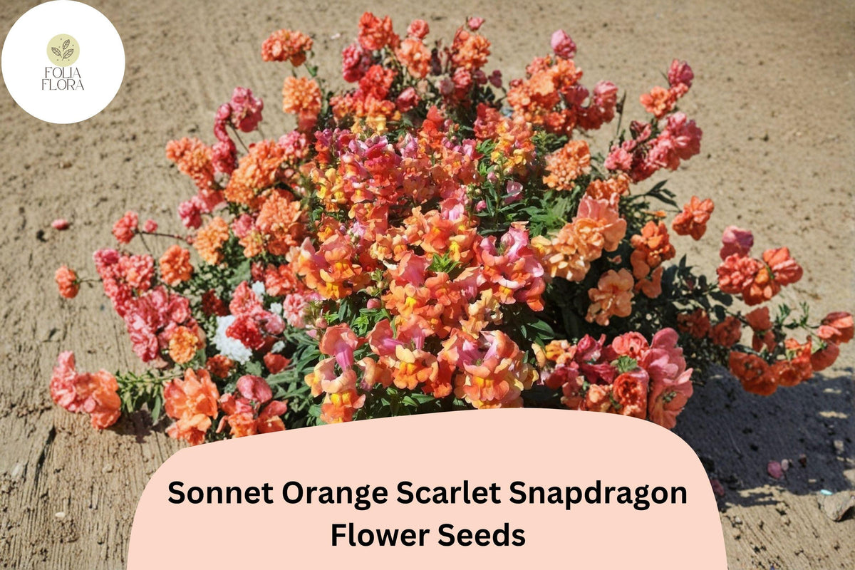 1000+ Sonnet Orange Scarlet Snapdragon Seeds | Antirrhinum majus Bright Orange-Red Garden Flowers for Beds & Containers