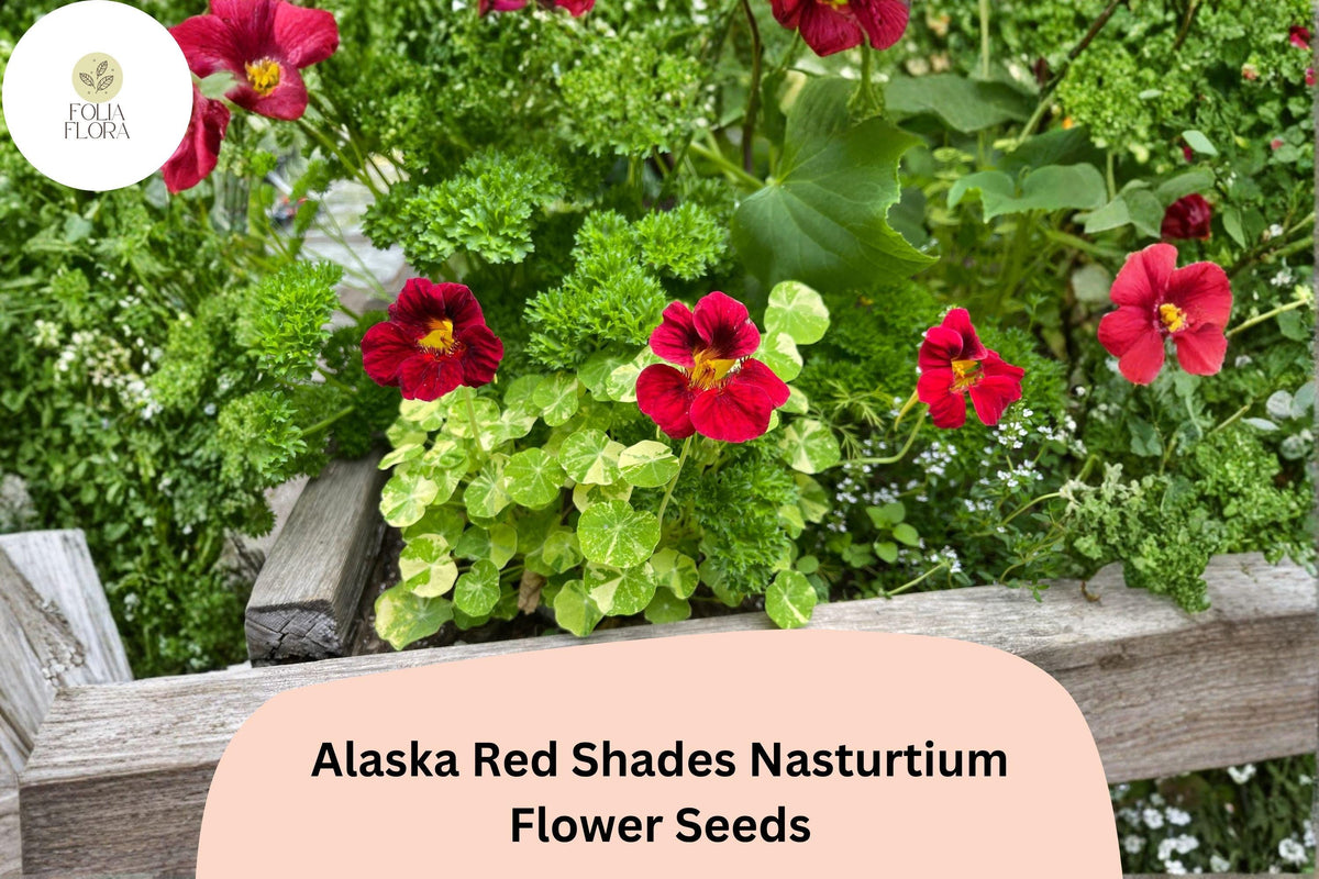 Alaska Red Shades Nasturtium Seeds | Tropaeolum majus | Vibrant Red Flowers & Variegated Foliage | Annual Container Plant