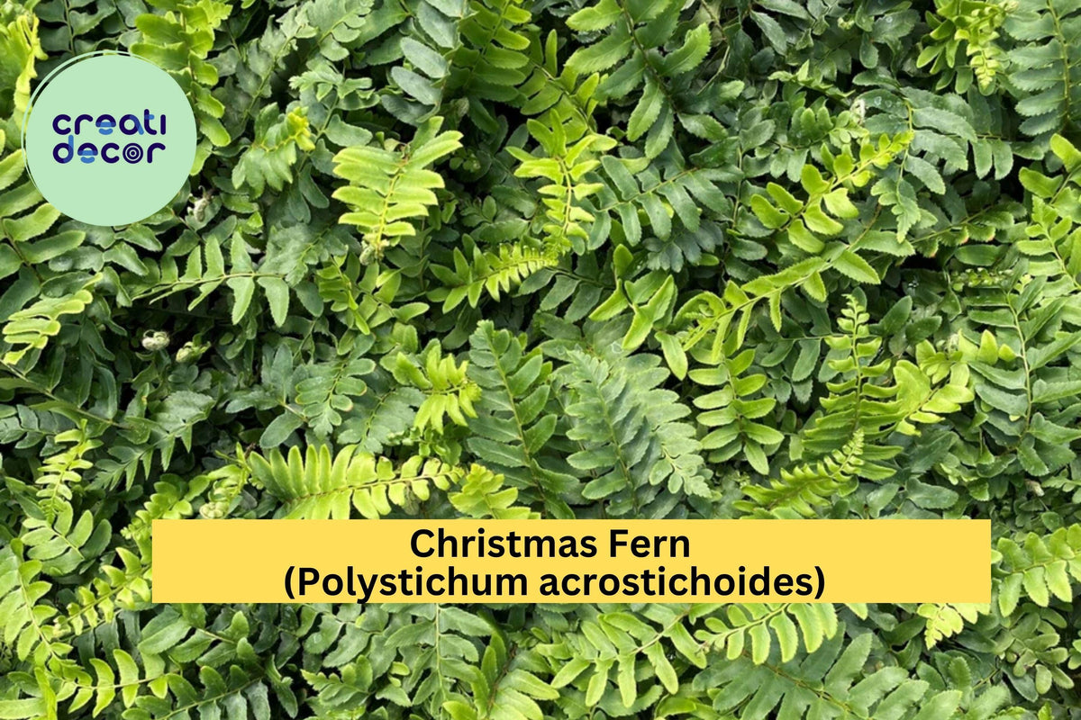 Christmas Fern Bare Root Plants – 25 Pack, Polystichum acrostichoides, Evergreen Woodland Fern for Shade Gardens and Borders