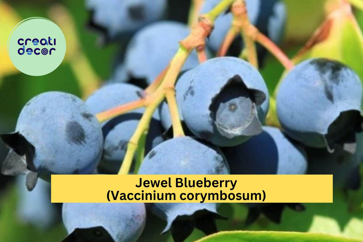 Jewel Blueberry Bush – 4–6 Inch Live Southern Highbush Vaccinium corymbosum ‘Jewel’ Fruit Shrub