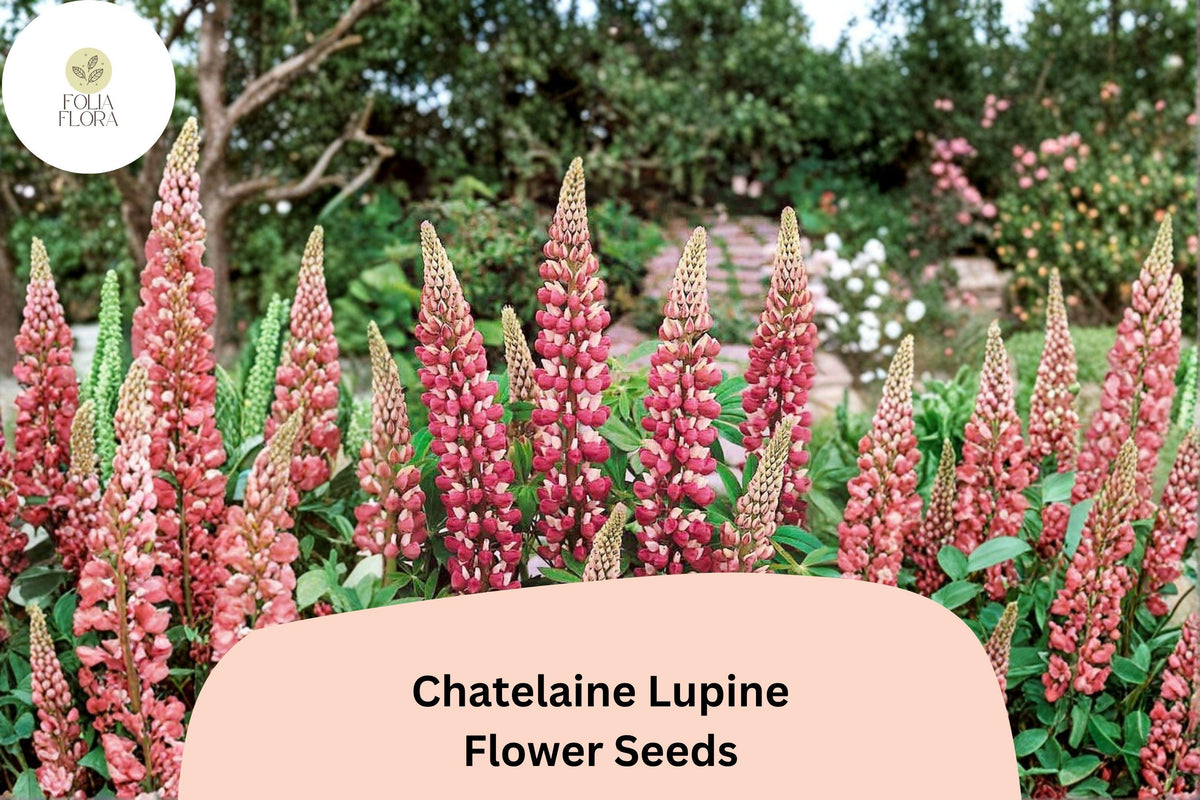 Chatelaine Lupine Seeds | Pink & White Blooms | Perennial Garden Flower for Borders & Pollinator Gardens | Lupinus