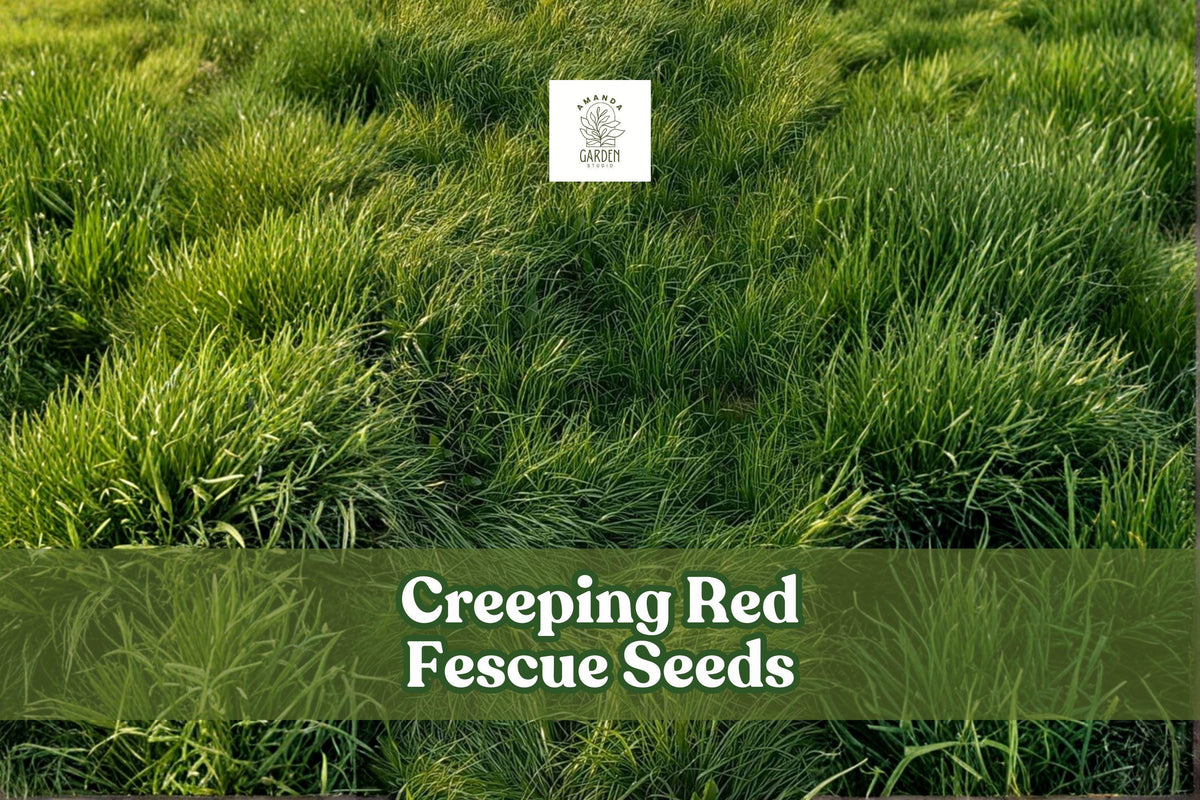 Creeping Red Fescue Seeds - Festuca rubra - Low-Maintenance Shade-Tolerant Groundcover for Lawns & Erosion Control (1,000 Seeds)