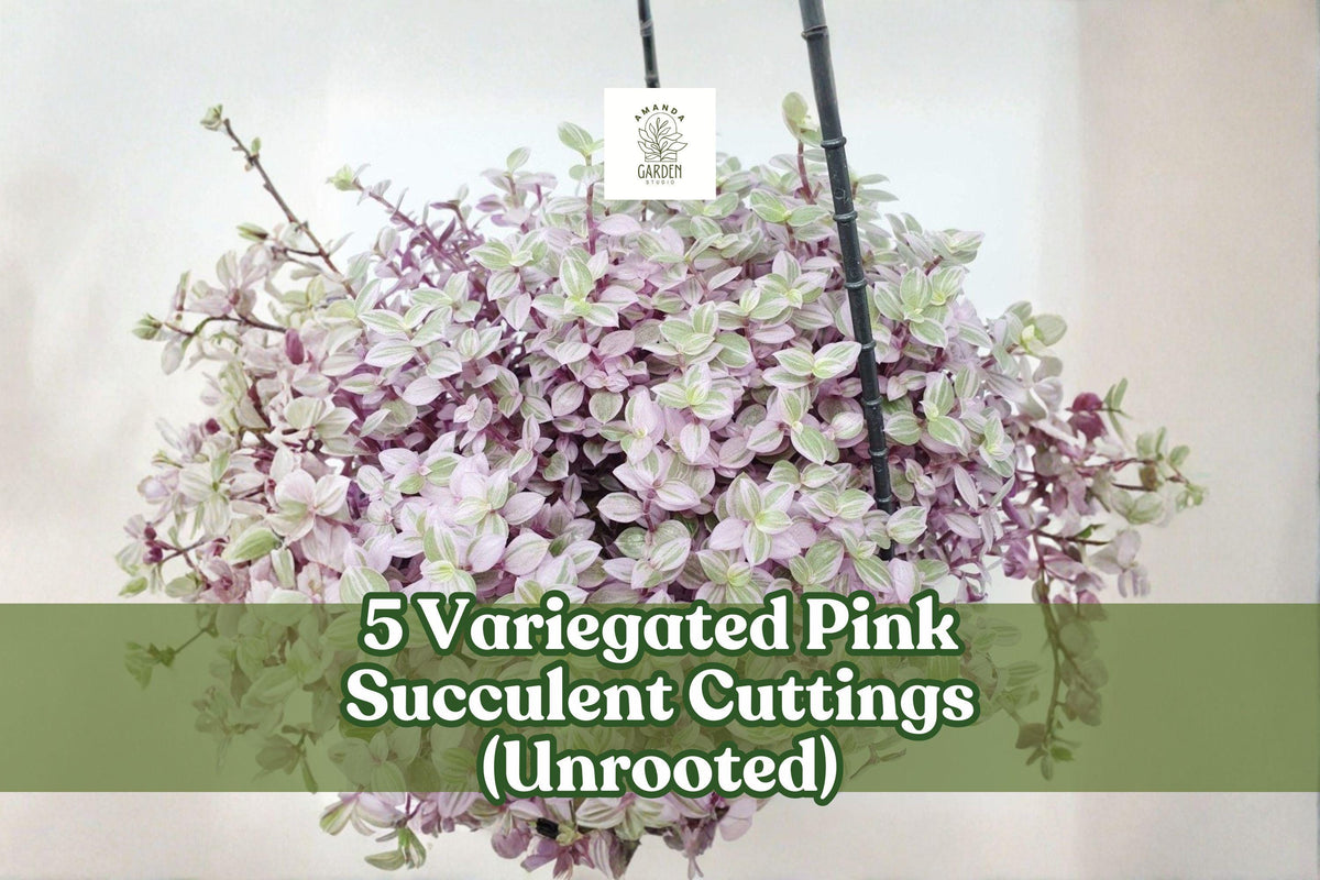 Variegated Pink Succulent Cuttings – Trailing Houseplant Decor, Callisia repens variegata, Unrooted, Bright Pink, Green, Cream