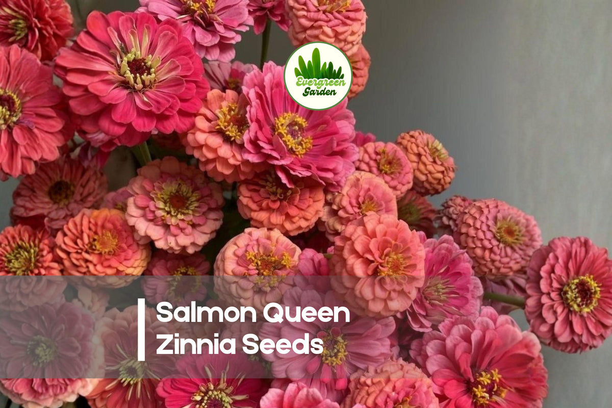 Salmon Queen Zinnia Seeds – 100+ Double Blooms, Cut Flower, Pollinator-Friendly, Zinnia elegans, Full Sun Annual
