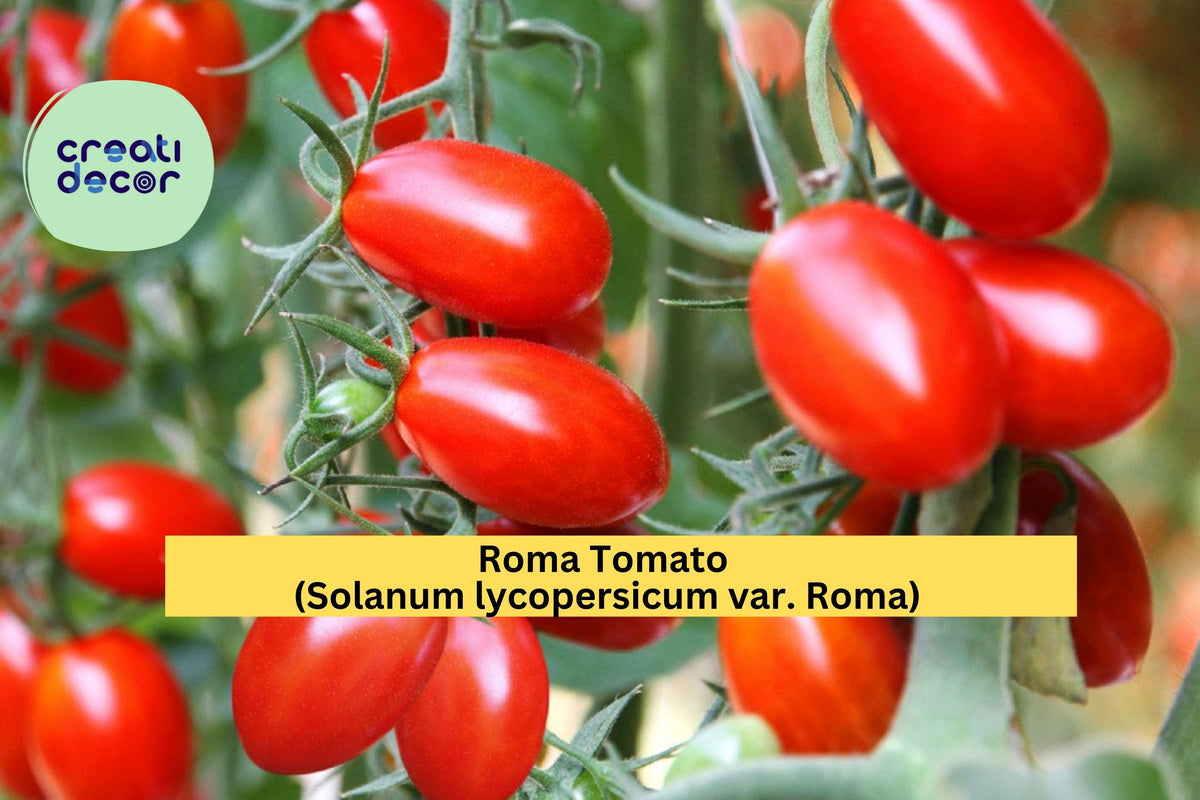 Roma Tomato Live Plants – 4 Pack, Solanum lycopersicum, 6–10 Inches Tall, Vegetable Garden Starter for Canning & Sauces
