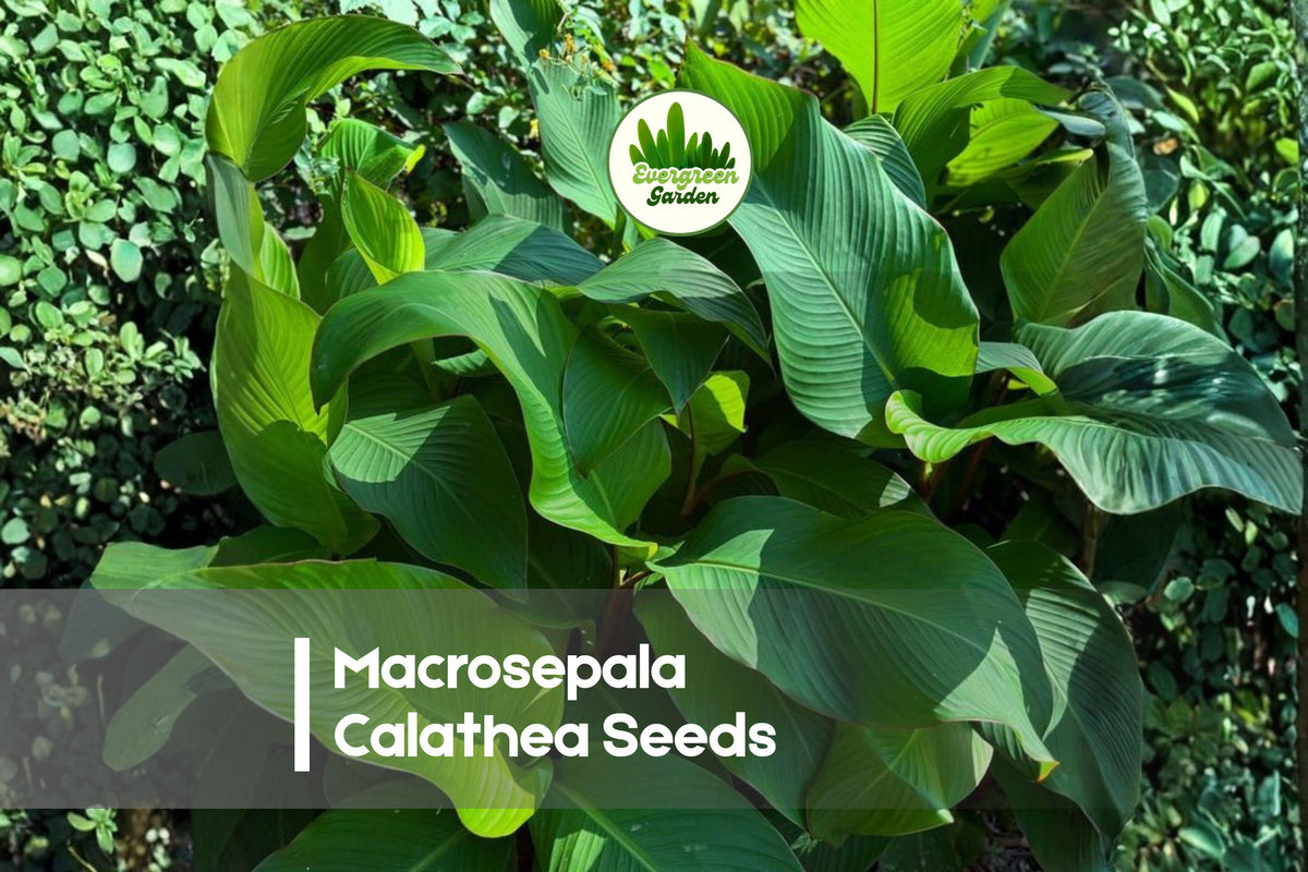 25+ Macrosepala Calathea Seeds | Tropical Foliage Plant for Indoor & Shade Gardens | Calathea spp.