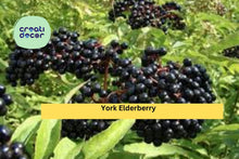 York Elderberry Bare Root Plants – 4 Shrubs, Self-Pollinating, Hardy Fruit Bush, Sambucus canadensis ‘York’ for Edible Landscapes