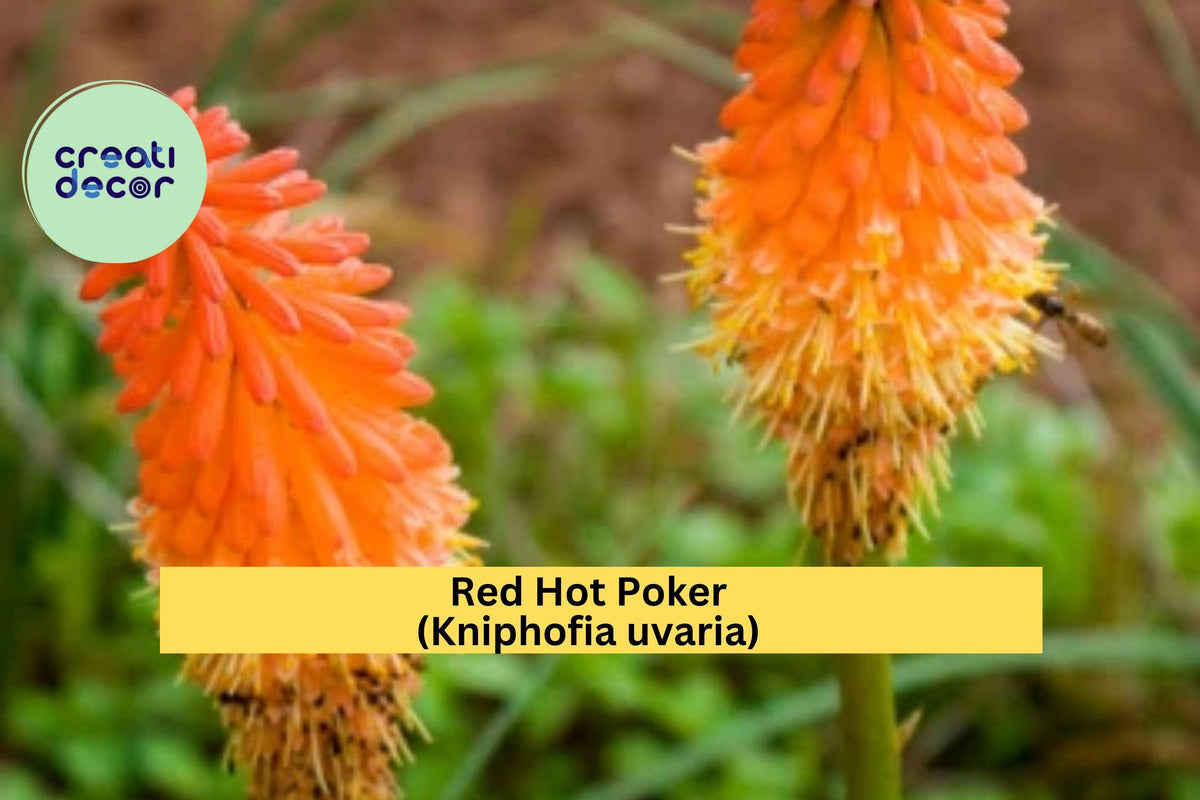 Red Hot Poker Plants – 3 Bareroot Kniphofia uvaria Torch Lily, Vibrant Orange-Red Summer Blooms, Perennial Garden Border Plant