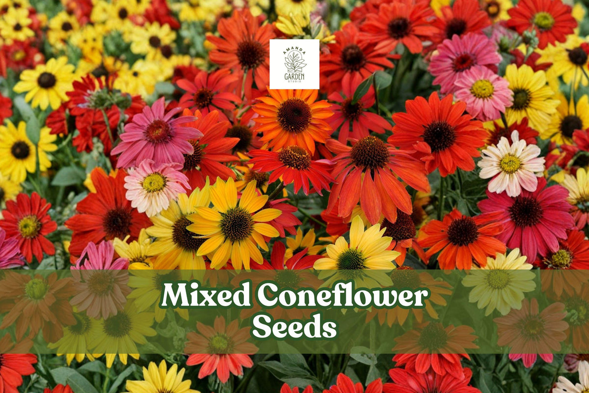 Mixed Coneflower Seeds (Echinacea purpurea) – 1,000 Non-GMO Wildflower Seeds for Pollinator Gardens, Perennial, Drought-Tolerant