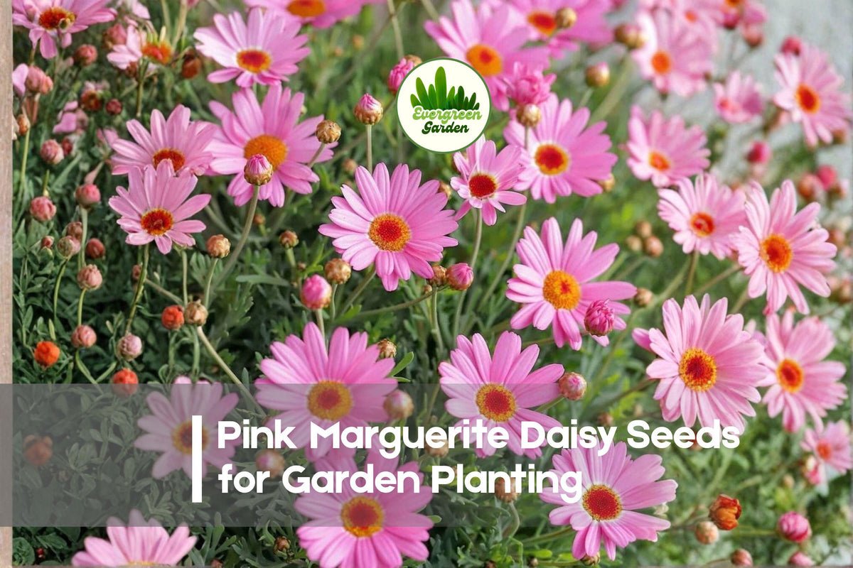 200+ Pink Marguerite Daisy Seeds - Argyranthemum frutescens Pink Flower Seeds for Borders, Containers, Cottage Gardens