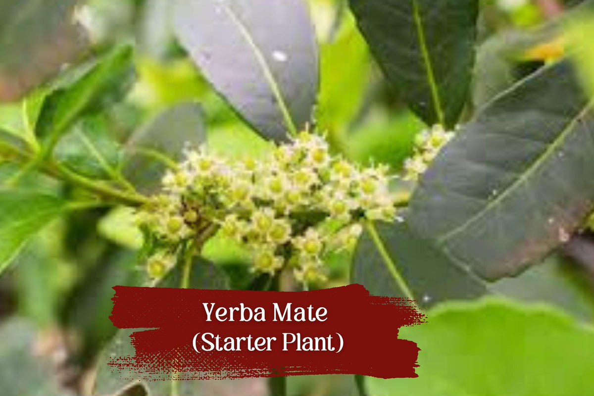 Yerba Mate Live Plant – Organic Ilex paraguariensis Starter, Tropical Evergreen Shrub, 5+ Inch Indoor Garden