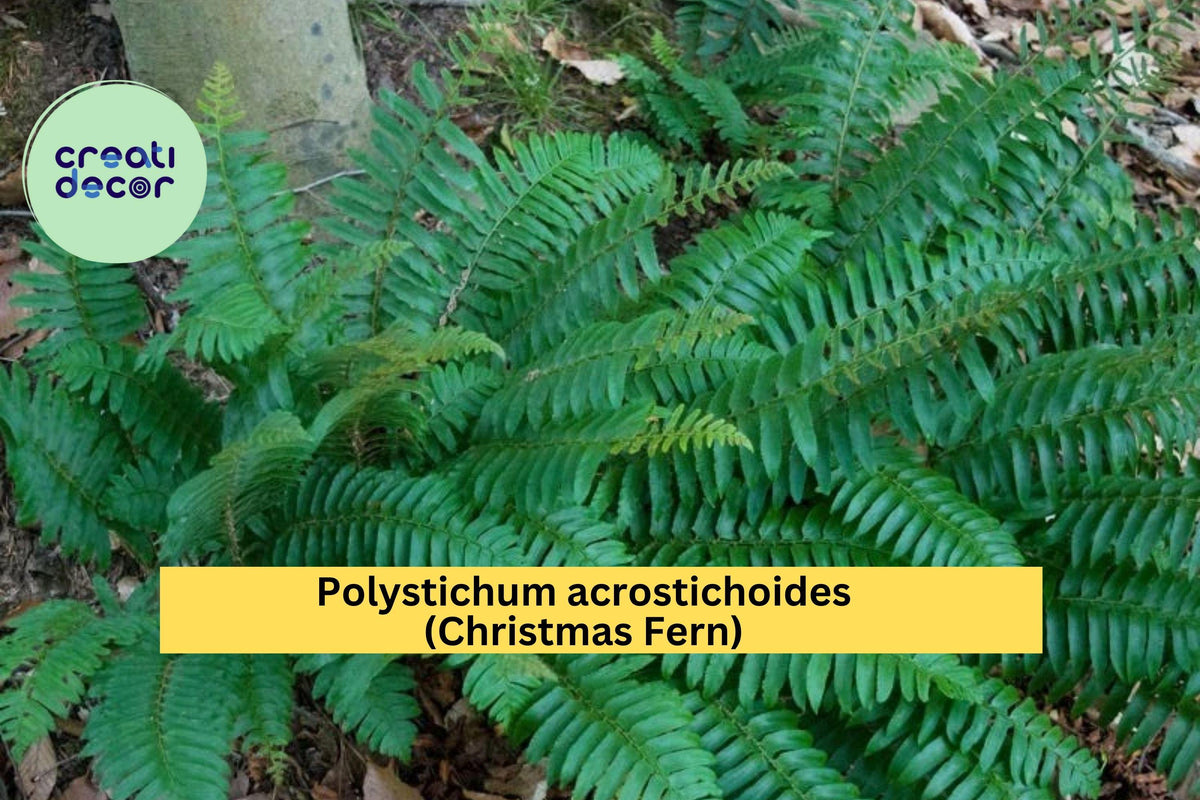Christmas Fern Bare Root Plants – 5 Live Roots, Polystichum acrostichoides, Evergreen Shade Fern for Woodland Gardens and Borders