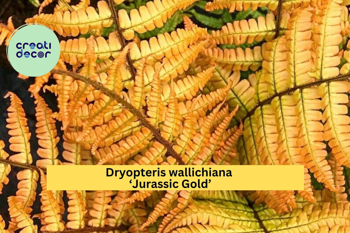 Dryopteris ‘Jurassic Gold’ Live Fern – Perennial Shade Plant with Golden Foliage, Hardy Fern for Woodland Gardens & Containers