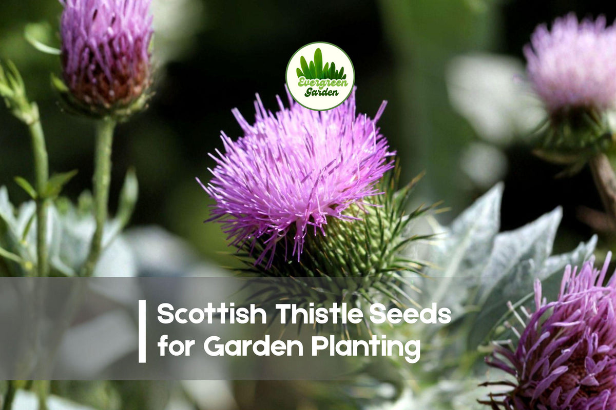 Scottish Thistle Seeds - 200+ Purple Blooms, Drought-Tolerant, Pollinator-Friendly, Onopordum acanthium, Wildflower Garden Plant