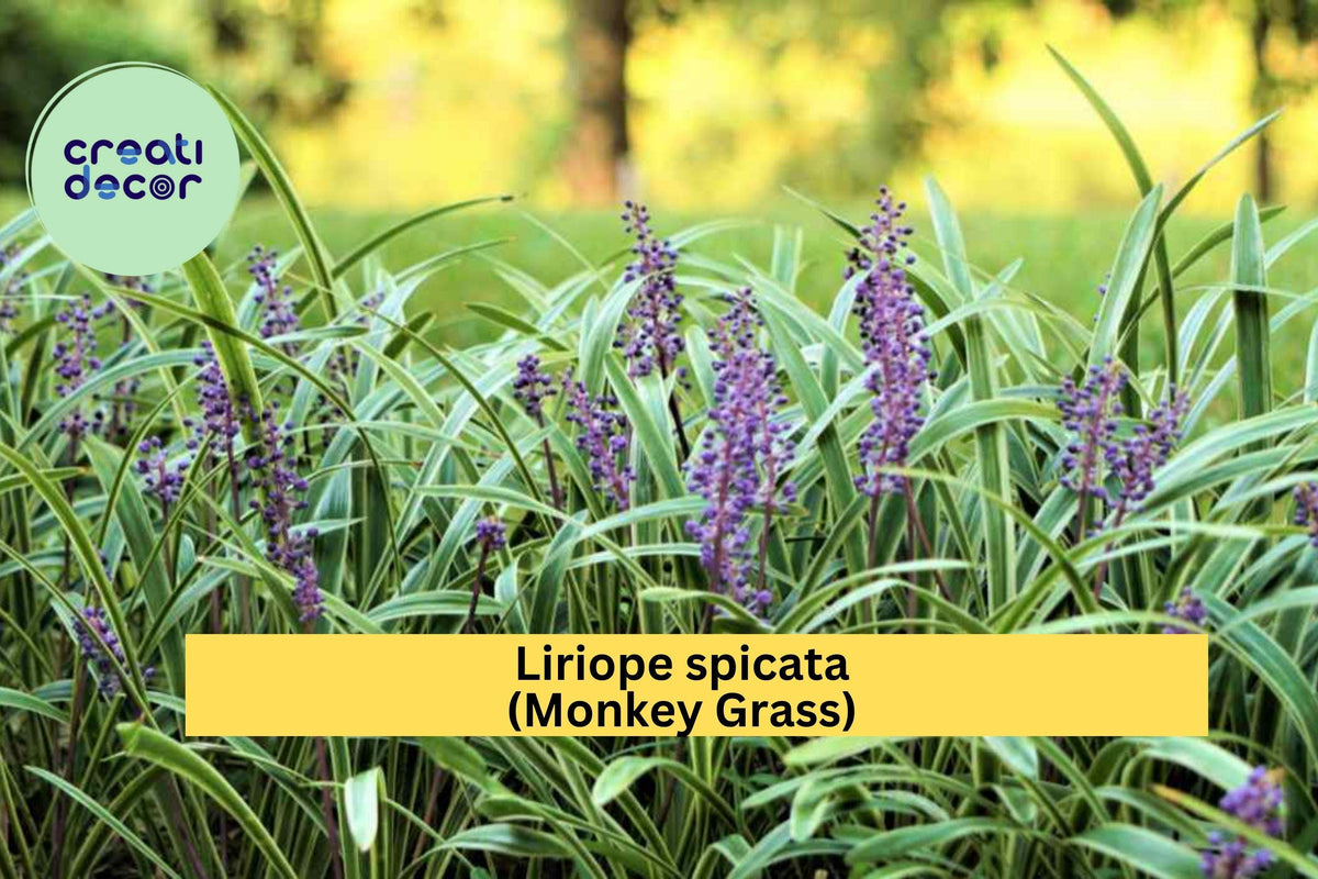 Liriope spicata Monkey Grass Bare Root Plants – Big Blue Clumping Evergreen Ground Cover for Landscaping Zones 5–10