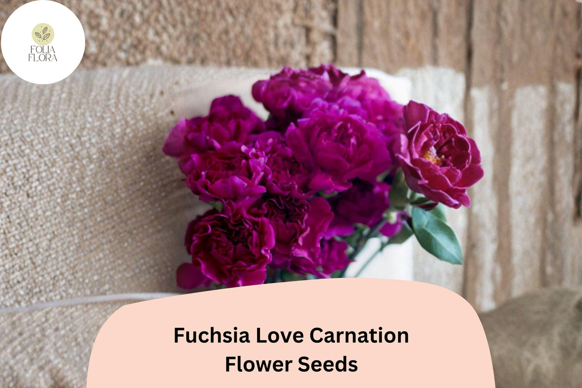 200+ Fuchsia Love Carnation Seeds – Purple Fragrant Blooms, Hardy Perennial Dianthus caryophyllus for Gardens & Containers