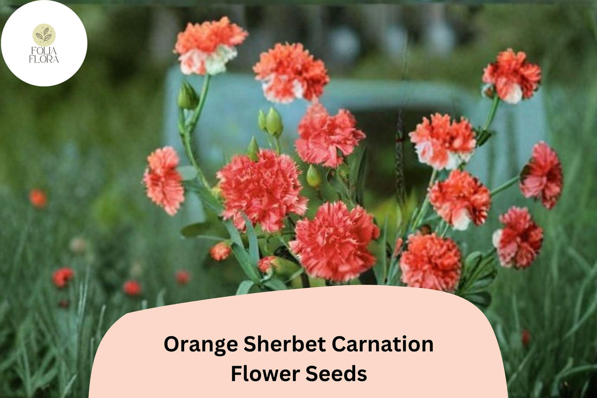 Orange Sherbet Carnation Seeds – Dianthus caryophyllus, Bright Orange Blooms, Garden Planting, Cut Flowers, 200+ Seeds