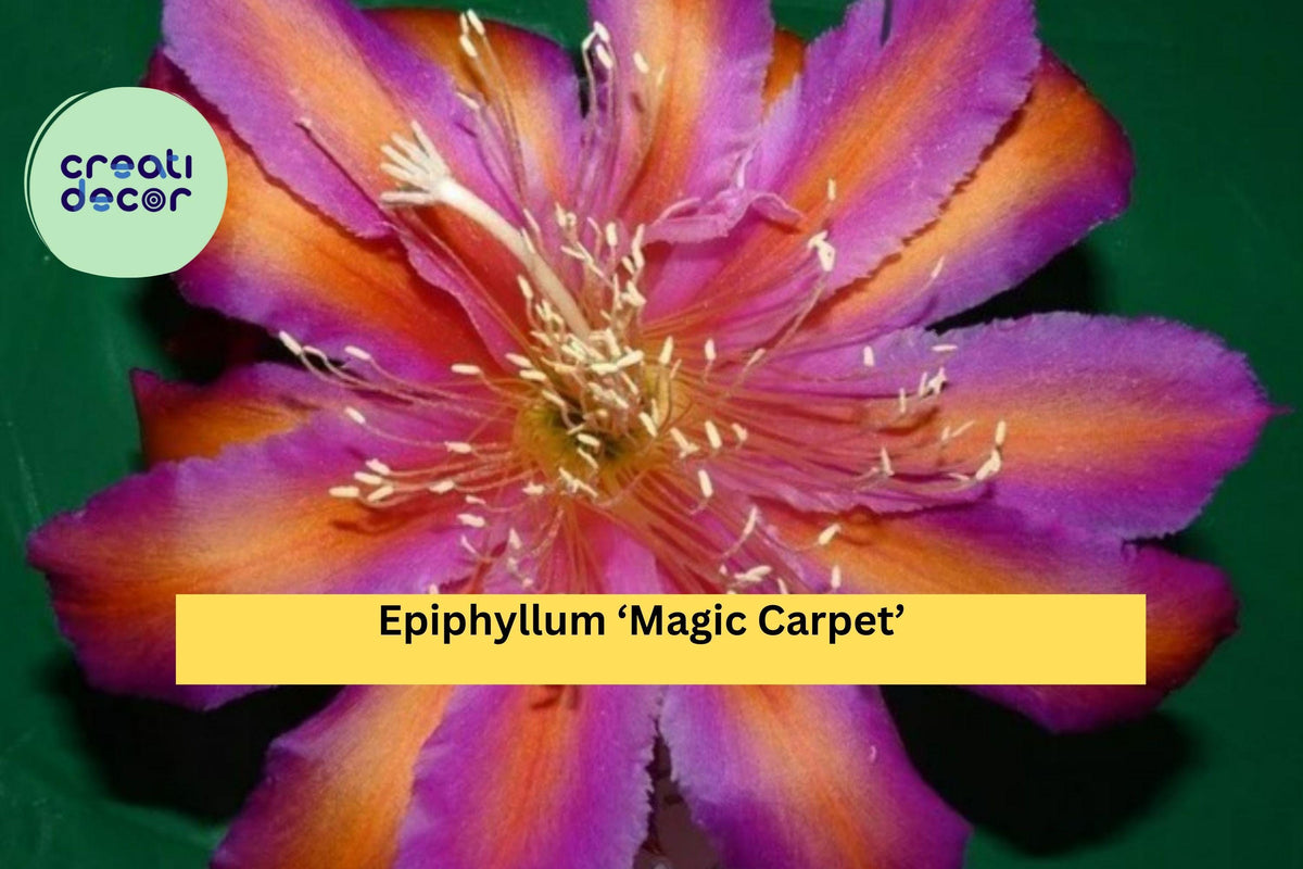 Epiphyllum ‘Magic Carpet’ Live Orchid Cactus Hybrid - Bright Colorful Blooms, Trailing Tropical Houseplant, Fully Rooted Starter Plant