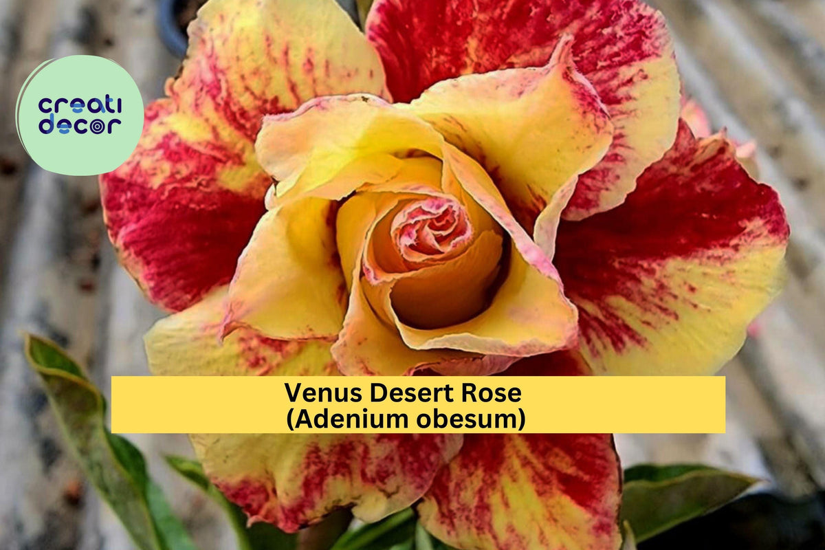 Venus Desert Rose Seedling – 4–6" Adenium obesum Mini Succulent Tree with Pink-Red Blooms, Swollen Caudex, Ornamental Houseplant