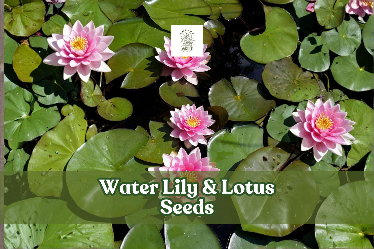 10 Water Lily and Lotus Seeds | Aquatic Flower Plants for Ponds & Water Gardens | Nymphaea & Nelumbo Nucifera