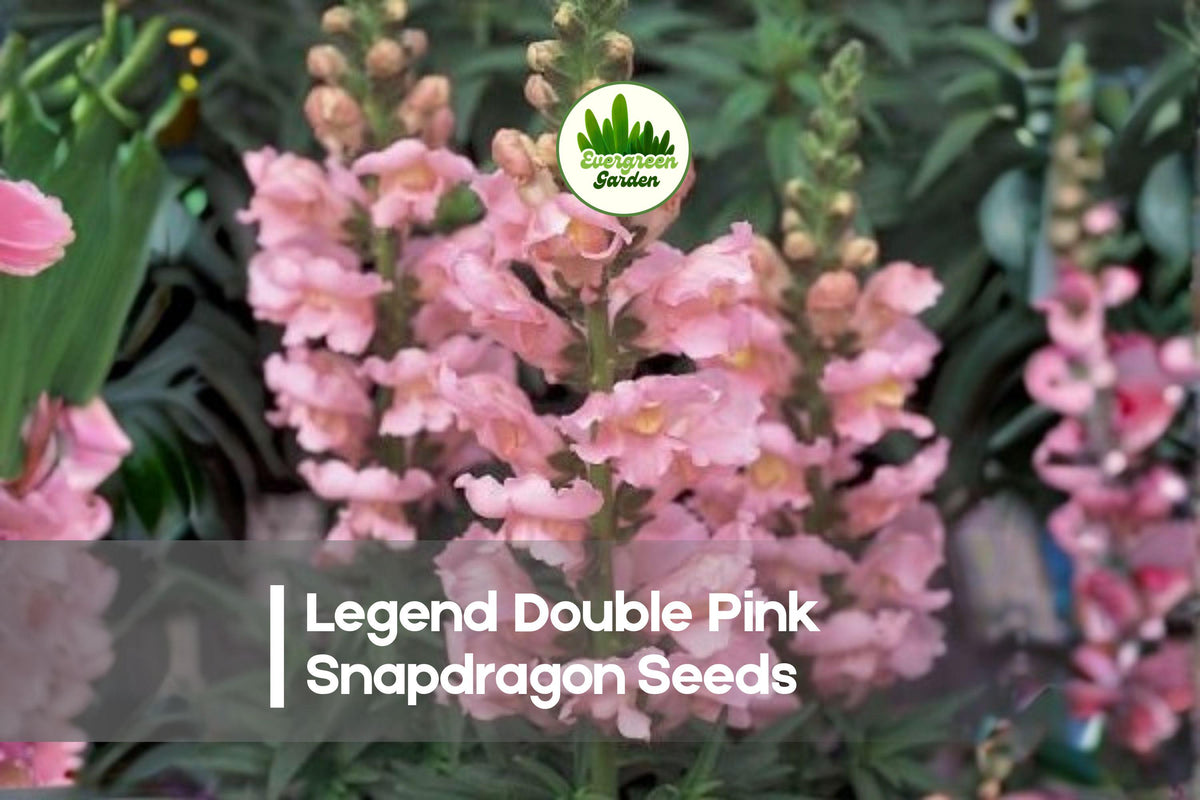 1000+ Legend Double Pink Snapdragon Seeds – Soft Pink Double Blooms, Annual Flower, Antirrhinum majus, Garden, Cut Flower