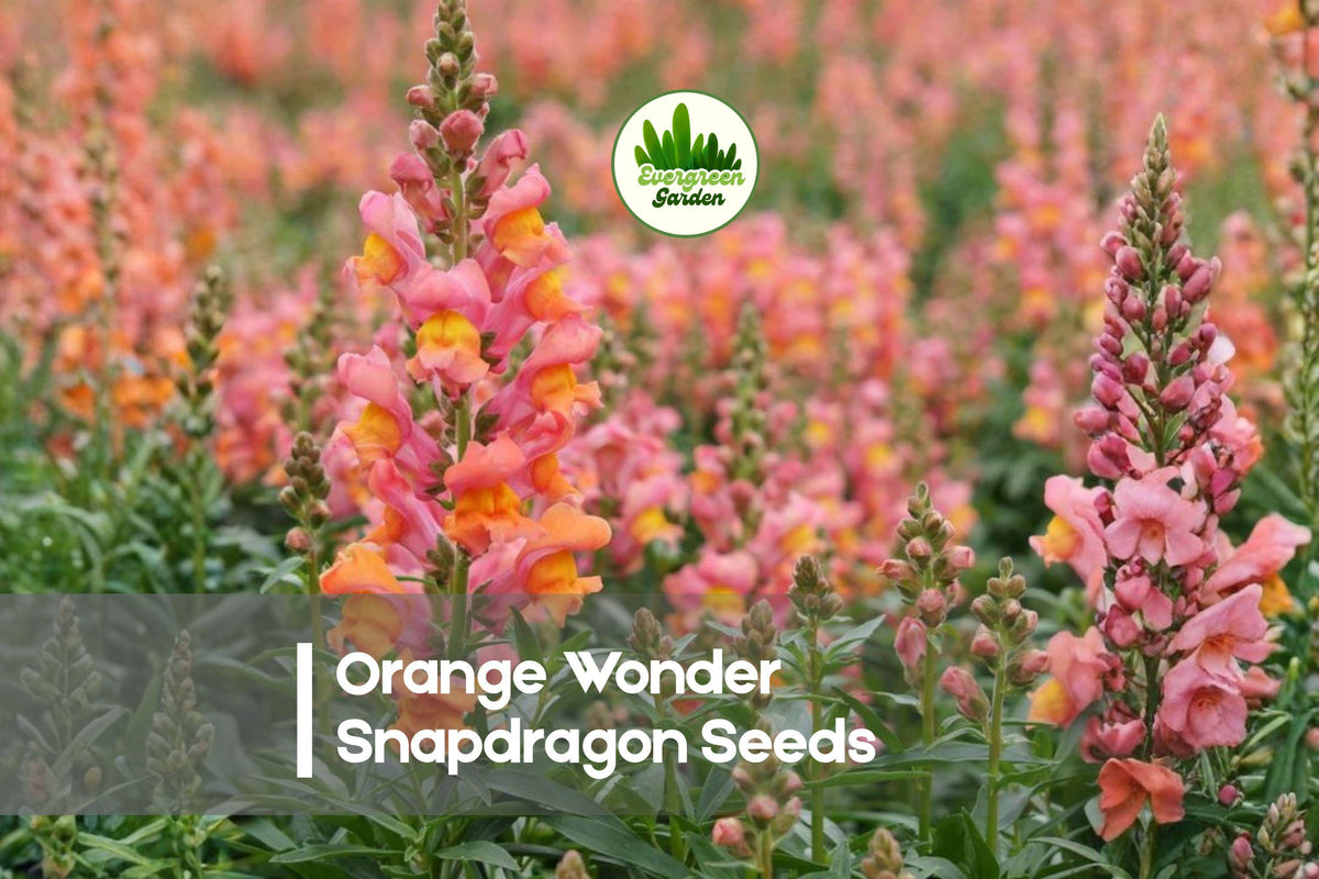 1000+ Orange Wonder Snapdragon Seeds – Bright Orange Annual Flower for Borders, Containers, and Cut Flowers – Antirrhinum majus