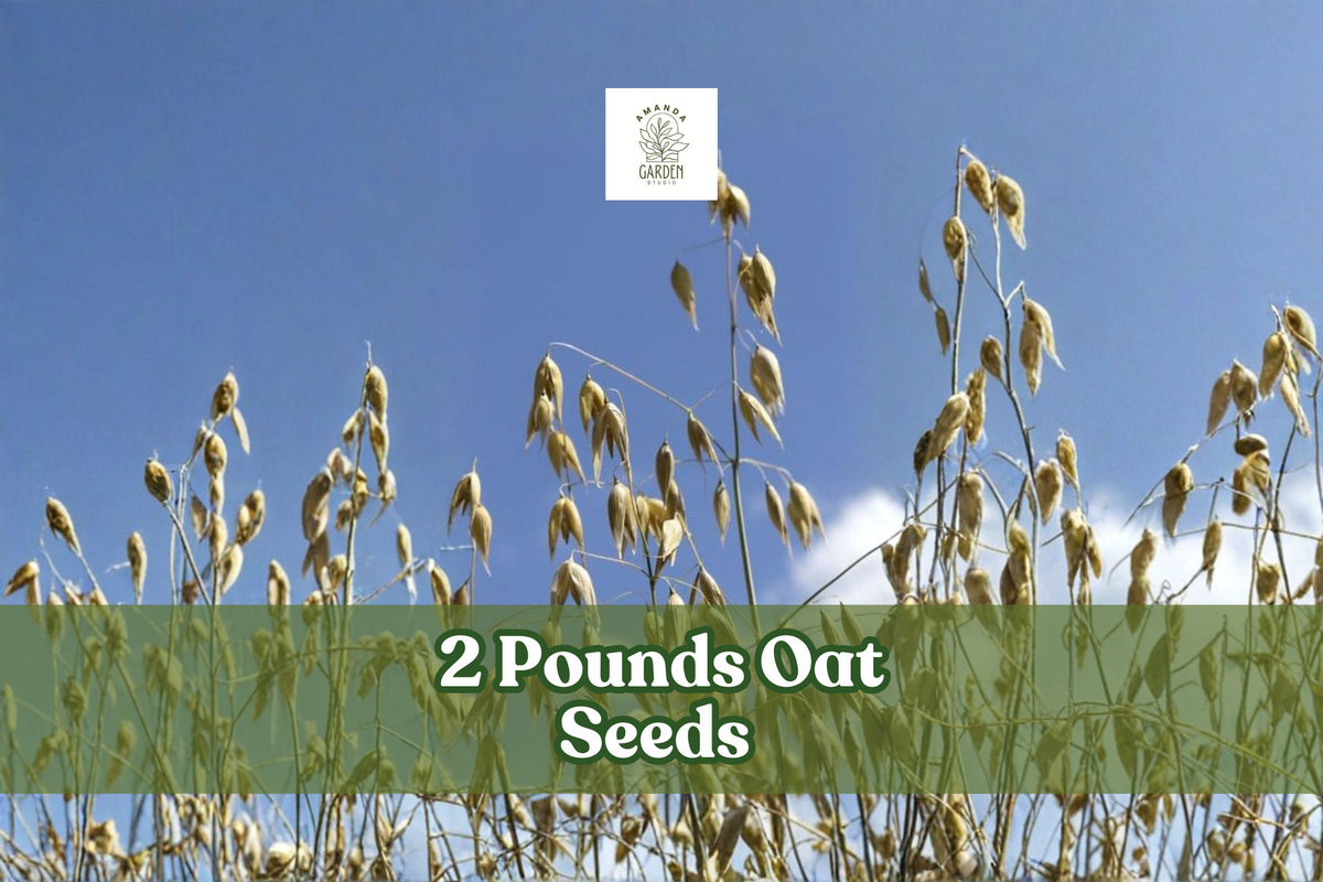 2 lbs Non-GMO Avena sativa Oat Seeds for Cover Crop, Grain, or Feed | Bulk Untreated Grain Crop