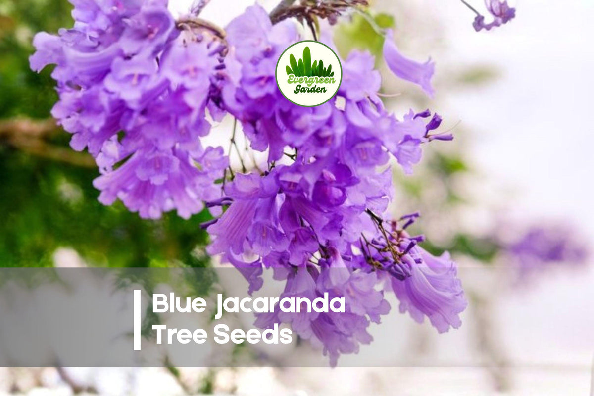 100 Blue Jacaranda Tree Seeds - Exotic Blue Flowering Ornamental Tree, Jacaranda mimosifolia for Landscaping & Gardens