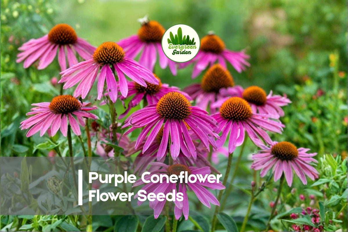 Purple Coneflower Seeds - 500 Echinacea purpurea Perennial Flower Seeds for Pollinator Gardens, Borders & Cut Flowers