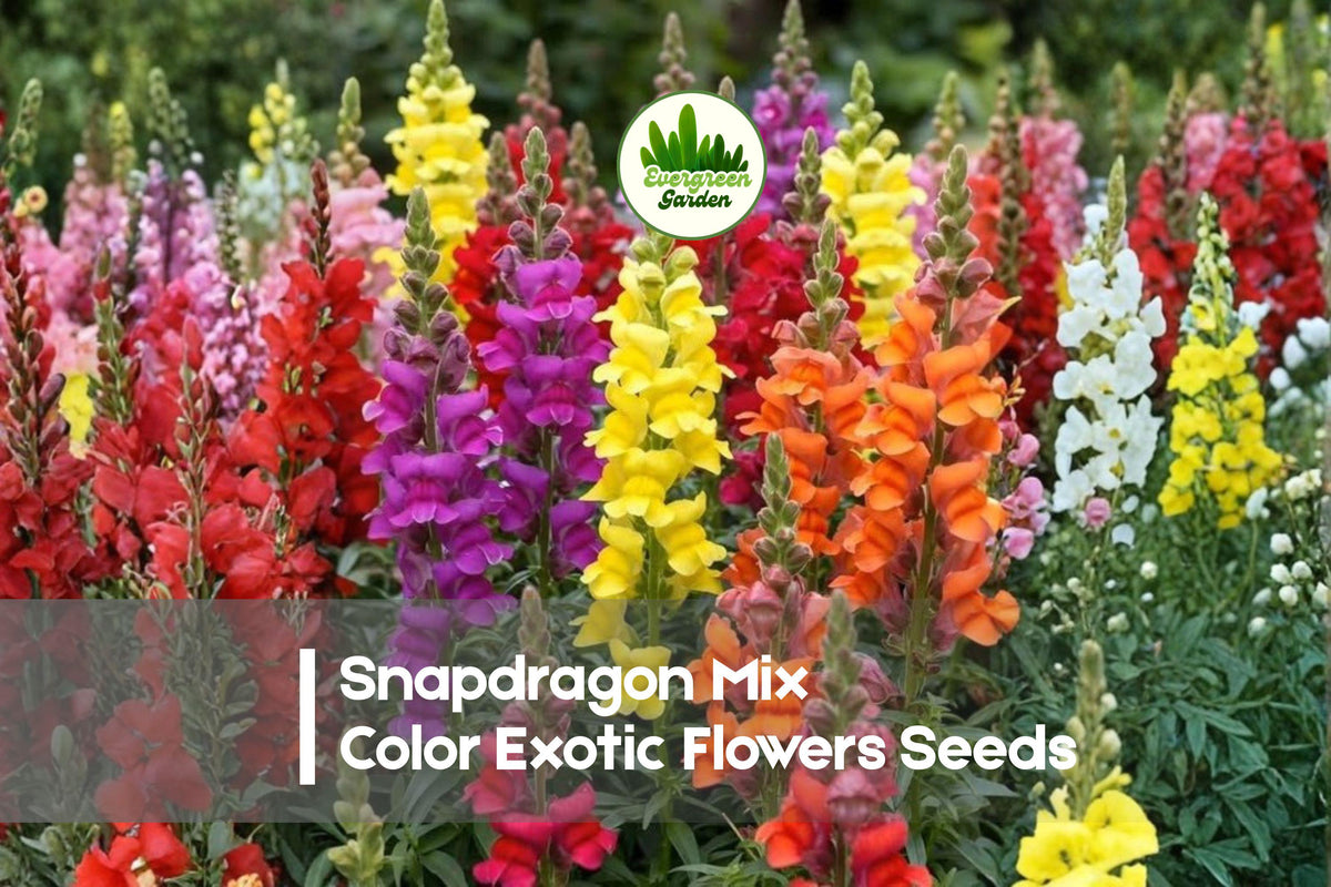 250 Snapdragon Seeds Mix Color - Antirrhinum majus, Vibrant Flowering Annual for Borders, Containers & Cut Flowers