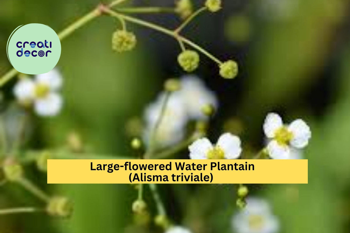 Large-flowered Water Plantain Seeds – 300 Native Aquatic Seeds for Ponds, Wetlands, Wildlife Habitat – Alisma triviale