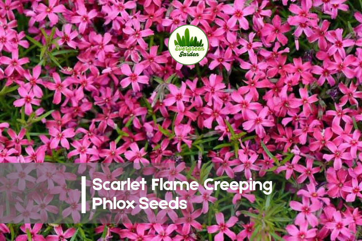 100+ Scarlet Flame Creeping Phlox Seeds | Groundcover, Bright Scarlet-Red Blooms, Phlox subulata, Perennial, Drought-Tolerant