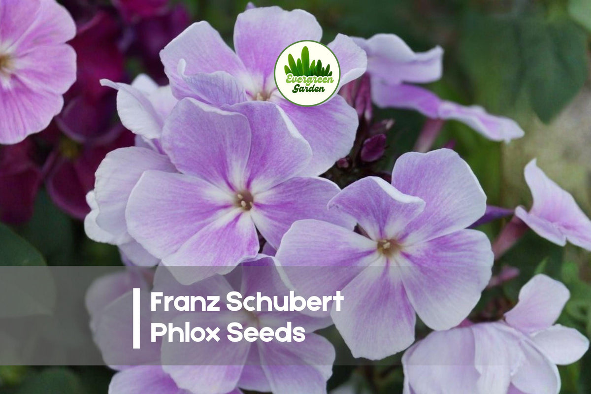 100+ Franz Schubert Phlox Seeds | Perennial Lavender-Pink Blooms | Phlox paniculata for Borders & Cottage Gardens