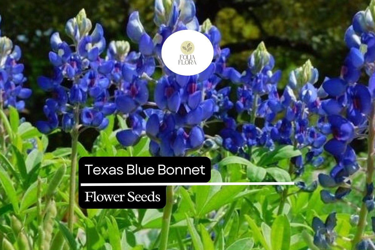 25+ Texas Bluebonnet Lupine Seeds | Lupinus texensis | Blue Wildflower Seeds for Garden, Meadow & Border Planting