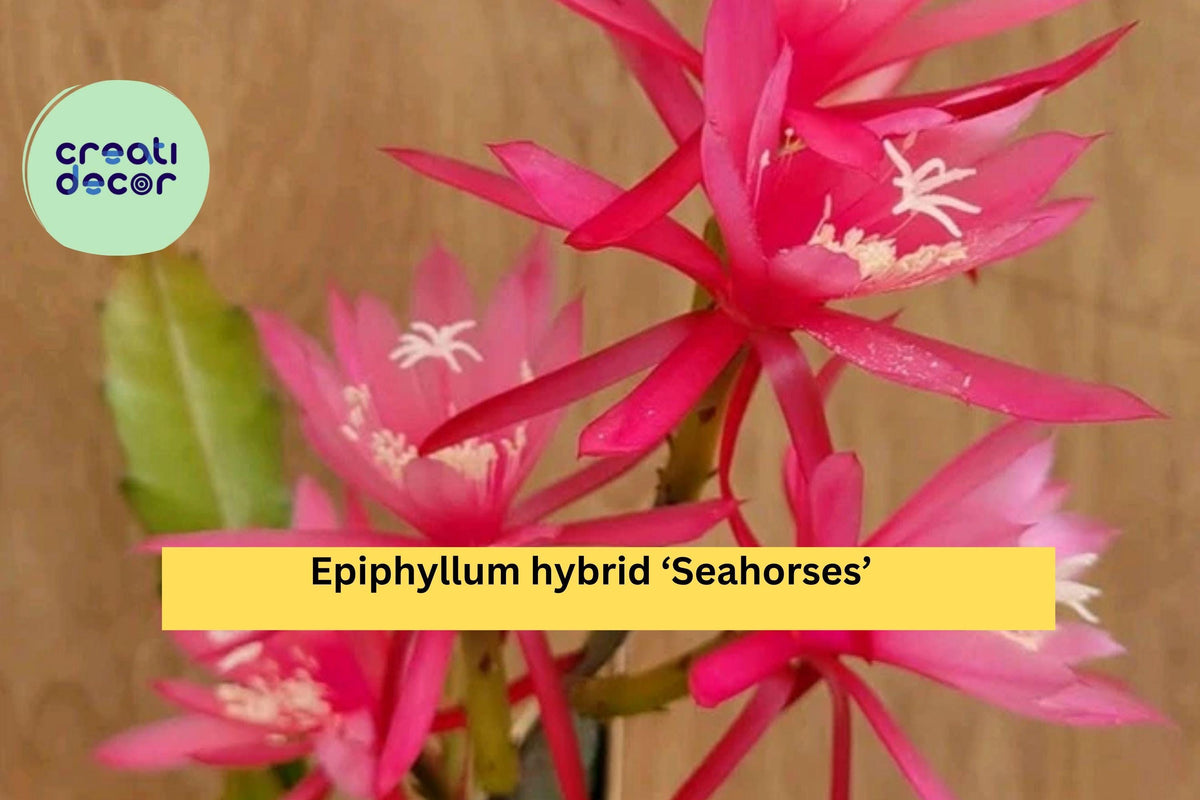 Epiphyllum ‘Seahorses’ Orchid Cactus – Live Well-Rooted 4” Pot, Epiphytic Succulent with Vibrant Flowers for Indoor & Patio Decor