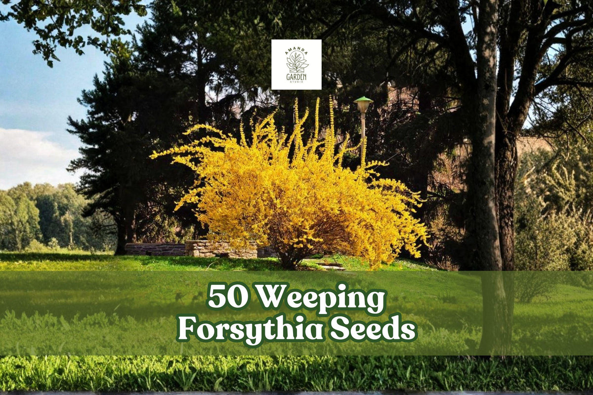 50 Weeping Forsythia Seeds Forsythia suspensa Yellow Blooming Ornamental Shrub Garden Plant