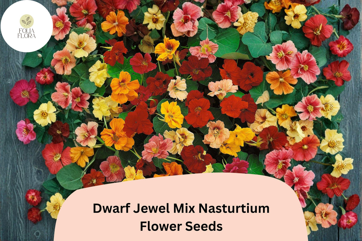 Dwarf Jewel Mix Nasturtium Seeds | Tropaeolum majus | Colorful Compact Annual for Containers & Borders