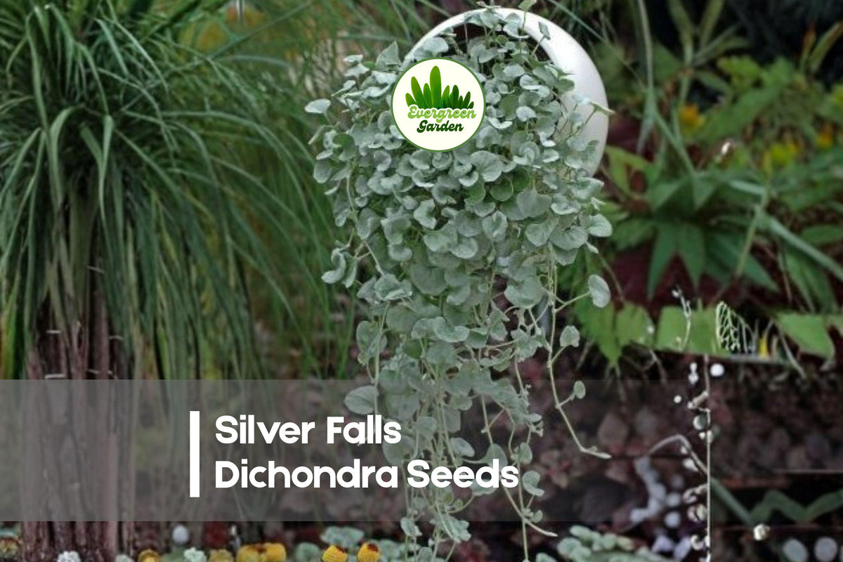 Silver Falls Dichondra Seeds - Trailing Ornamental Plant with Silvery Foliage, Dichondra argentea, Perfect for Baskets & Ground Cover