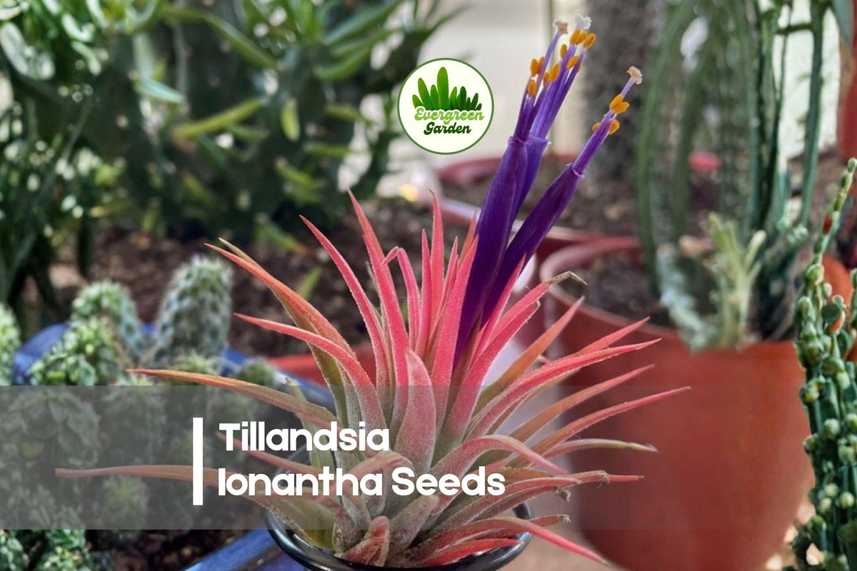 10 Tillandsia ionantha Seeds - Mini Bromeliad for Terrariums, Indoor Displays, Air Plant Collections