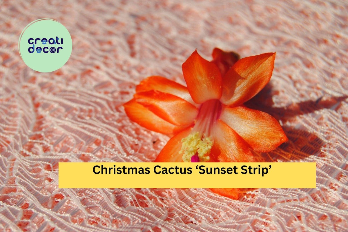 Live Christmas Cactus ‘Sunset Strip’ Starter Plant – Schlumbergera truncata with Orange-Gold Blooms, Indoor Houseplant