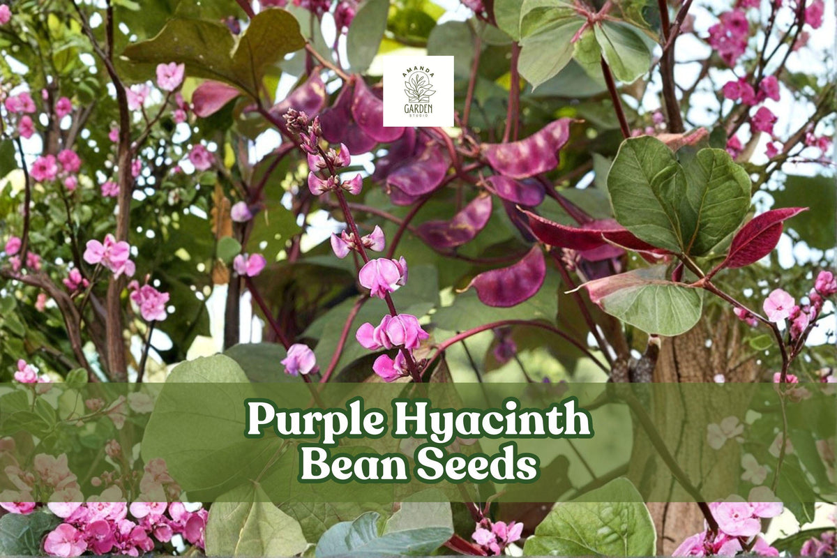 Purple Hyacinth Bean Seeds – Lablab purpureus, Ornamental Climbing Vine with Purple Flowers & Red-Leaved Foliage, Non-GMO, 30 Seeds
