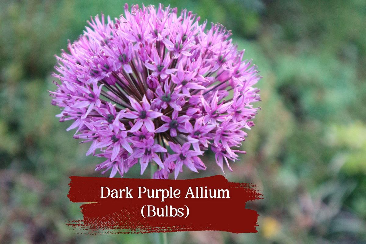 Dark Purple Allium Bulbs Set of 10 | Ornamental Spring Garden Blooms | Globe-Shaped Flowers | Perennial Bulb | Allium species