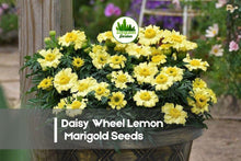 Daisy Wheel Lemon Marigold Seeds – Tagetes spp. Bright Lemon-Yellow Daisy Flowers for Borders, Containers & Pollinator Gardens