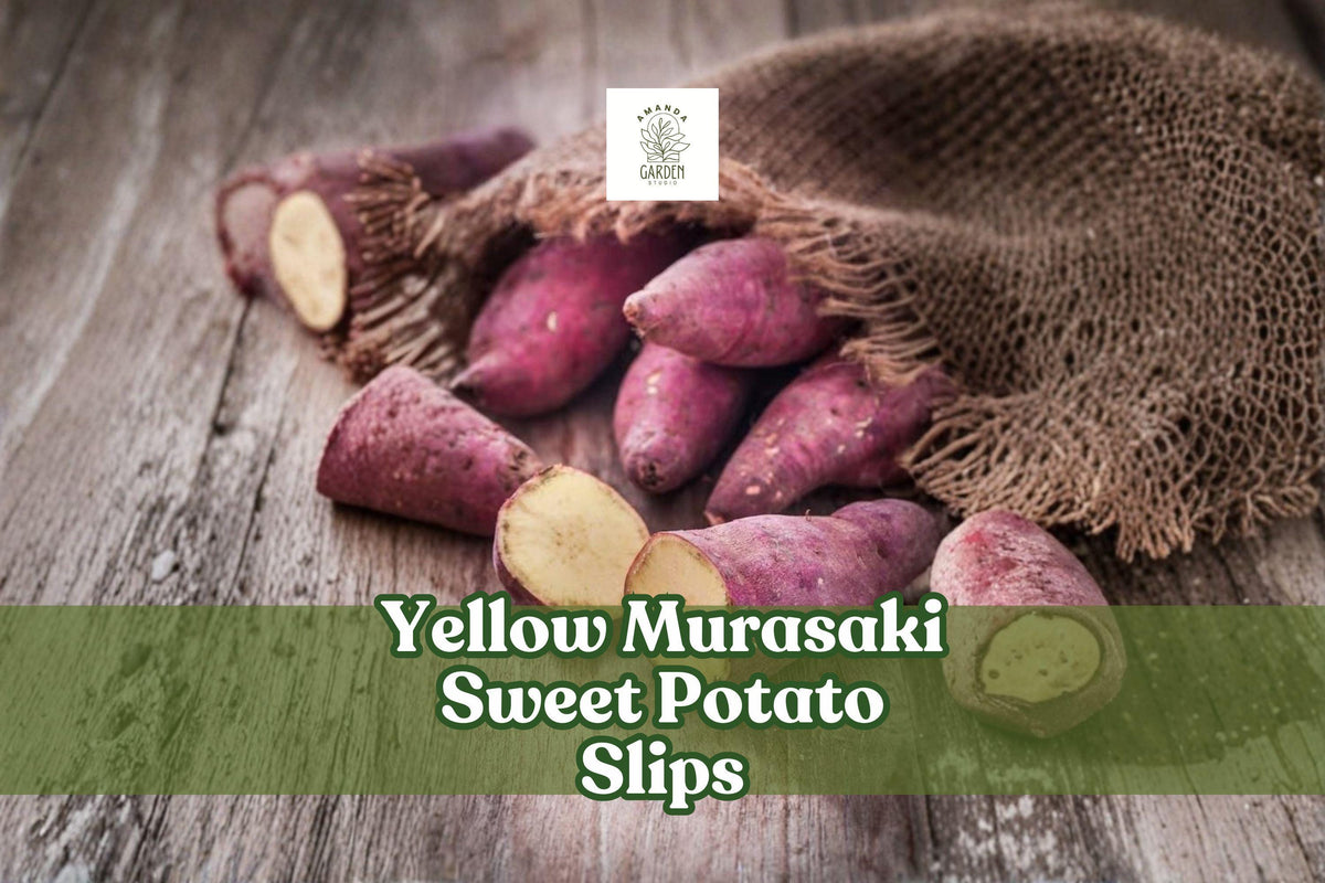 Yellow Murasaki Sweet Potato Slips – Heirloom Ipomoea batatas Starter Plants, High-Yield, Pesticide-Free, Non-GMO, Full Sun