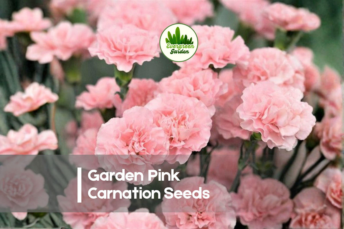 200 Garden Pink Carnation Seeds - Easy-to-Grow Dianthus Caryophyllus for Borders, Pots & Garden Beds