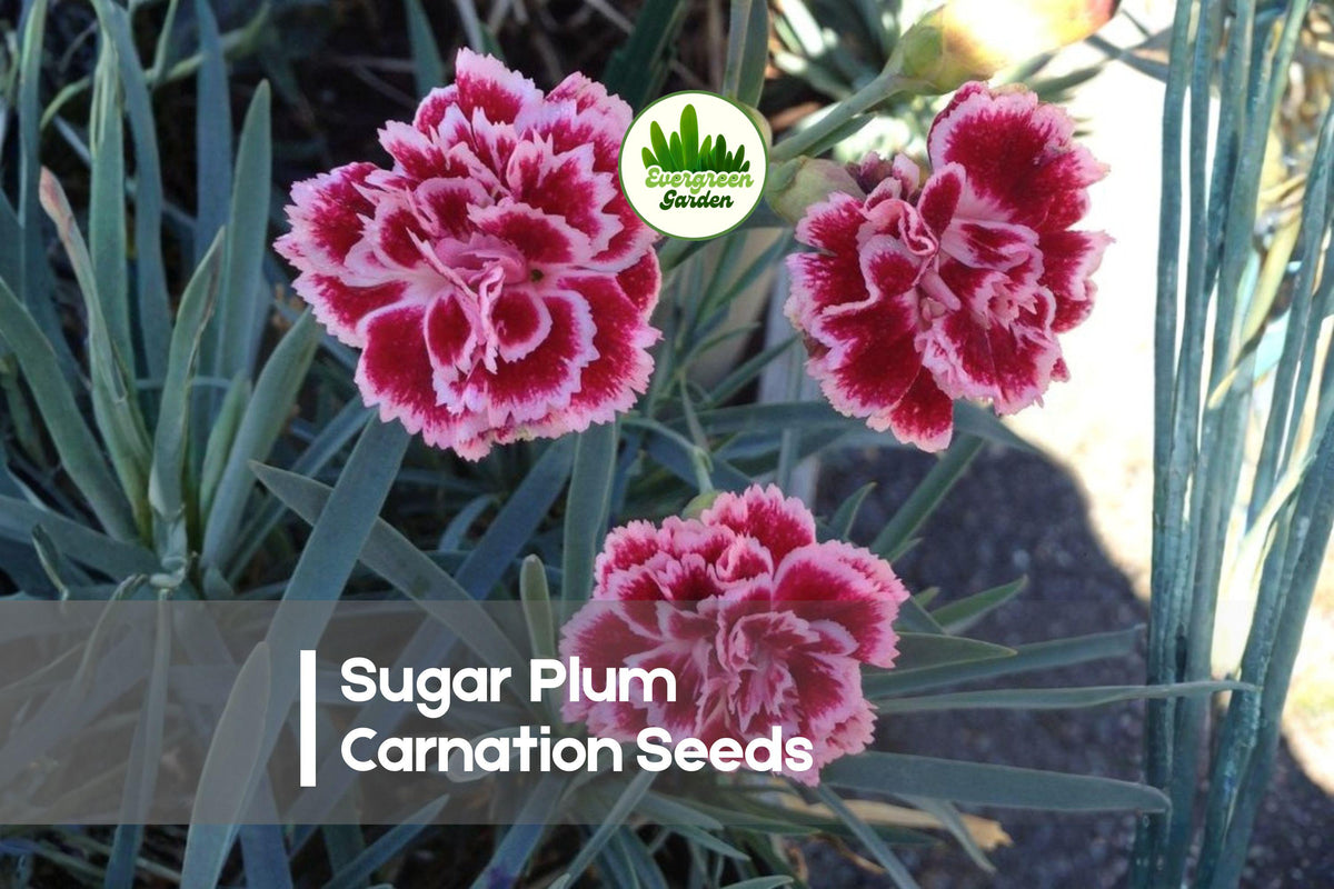 200 Sugar Plum Carnation Seeds - Dianthus caryophyllus, Purple Blooms, Perennial, Easy to Grow for Borders & Cut Flowers