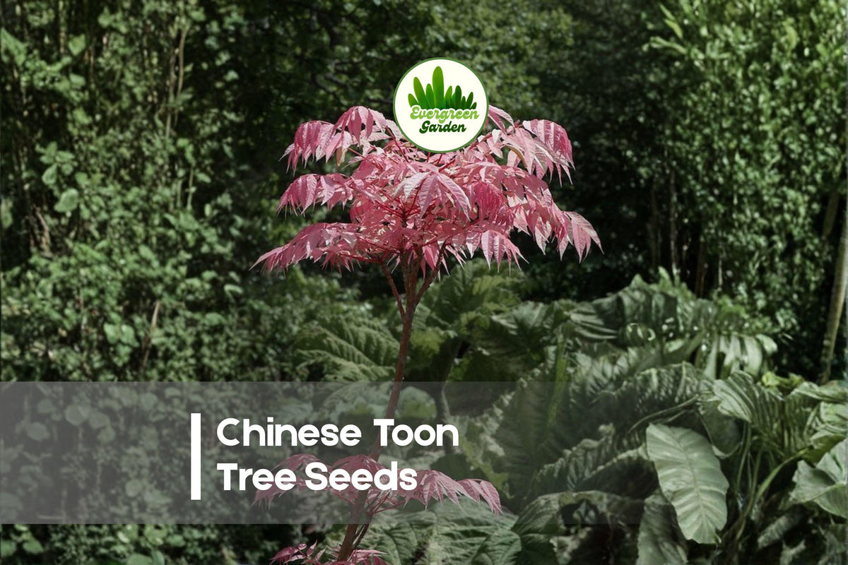 30 Chinese Toon Tree Seeds - Ornamental Toona sinensis with Pink Young Leaves for Landscaping and Garden Decor
