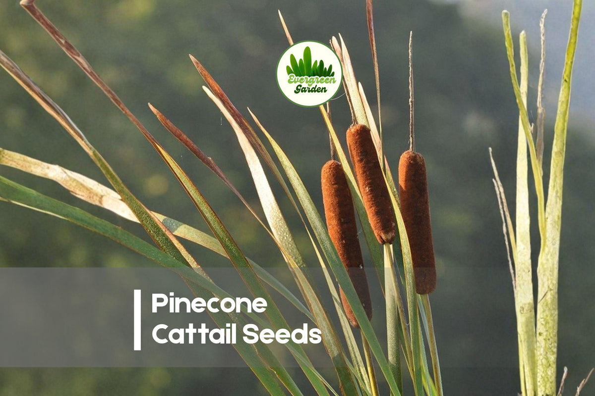 50 Pinecone Cattail Seeds - Ornamental Sedge, Carex shortiana, Wetland, Native Perennial, Moist Soil, Clumping Plant
