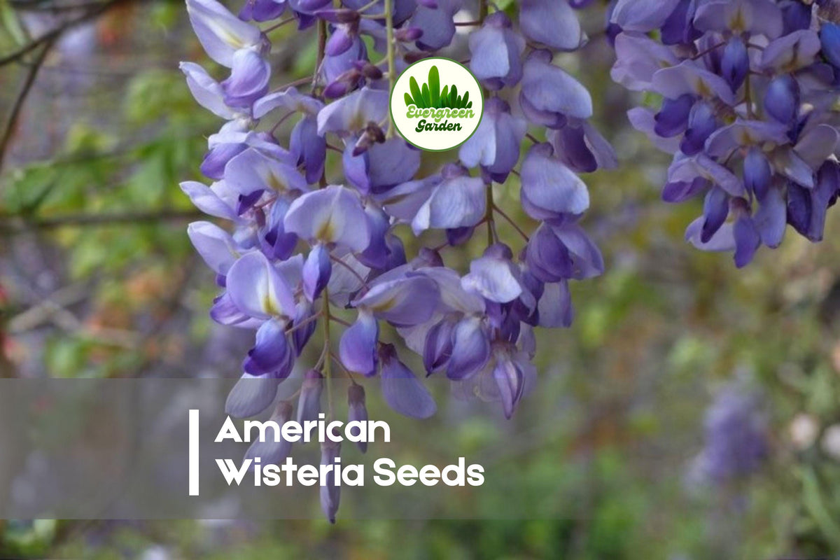 American Wisteria Seeds - Climbing Flowering Vine with Fragrant Purple Blooms - Wisteria frutescens, 10 Pack
